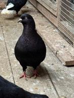 Afghaanse duivrn te koop, Dieren en Toebehoren, Vogels | Duiven, Meerdere dieren, Overige soorten