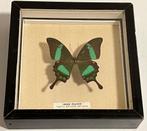 Cadre ancien avec un papillon « Paon vert » - Papilio Palinu, Collections, Collections Animaux, Enlèvement ou Envoi, Utilisé, Insecte