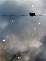 2 steuren te koop, Dieren en Toebehoren, Ophalen