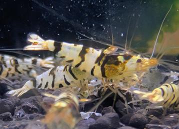 Fancy Tiger Black Shrimp CARIDINA  beschikbaar voor biedingen