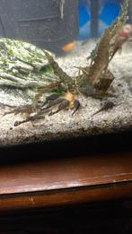 Jonge zwarte Algeneters, Vis