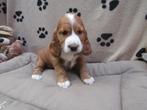 Engelse cocker teefje rood/wit puppy, Animaux & Accessoires, Chiens | Retrievers, Épagneuls & Chiens d'eau, Chienne, Belgique