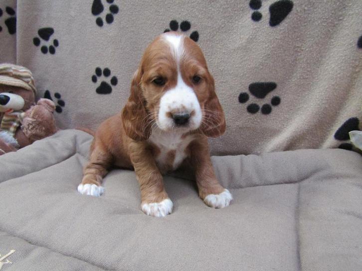 Engelse cocker teefje rood/wit puppy, Animaux & Accessoires, Chiens | Retrievers, Épagneuls & Chiens d'eau, Chienne, Épagneul