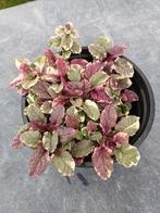 Ajuga Burgundy Glow, Ophalen