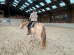 Qh 3 years amber champagne silver, Dieren en Toebehoren, Ophalen, Zo goed als nieuw