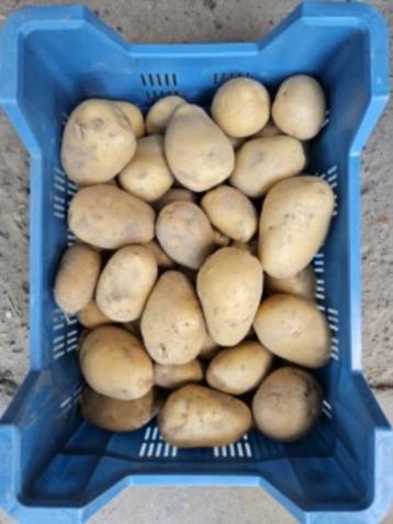 Lekkere aardappelen beschikbaar voor biedingen