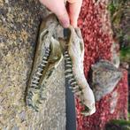 Tête de crocodile, Ophalen, Zo goed als nieuw, Sierelement