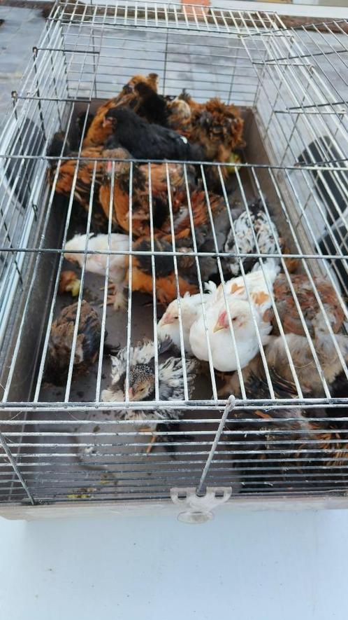 Jonge brahma hanen, Dieren en Toebehoren, Pluimvee, Kip, Mannelijk