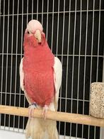 Tamme baby Lutino rose Kakatoes met DNA en getest op alle zi, Meerdere dieren, Papegaai, Geringd