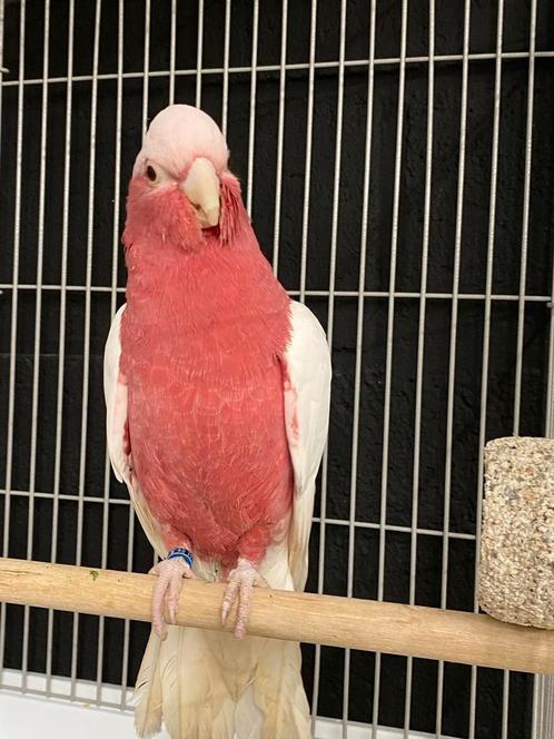 Tamme baby Lutino rose Kakatoes met DNA en getest op alle zi, Dieren en Toebehoren, Vogels | Parkieten en Papegaaien, Papegaai