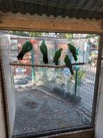 Koningsparkieten en pennanten, Dieren en Toebehoren, Vogels | Parkieten en Papegaaien