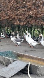 Kippen en hanen en ook eenden en ganzen. 0497304925, Dieren en Toebehoren