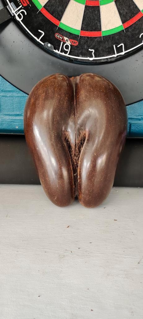 Coco de mer, Antiek en Kunst, Antiek | Overige Antiek, Ophalen of Verzenden