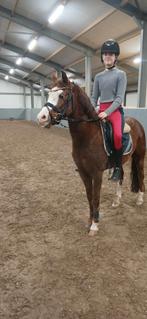 C sportpony, Poney C (1.27 m à 1.37m), B, Hongre, Avec pedigree