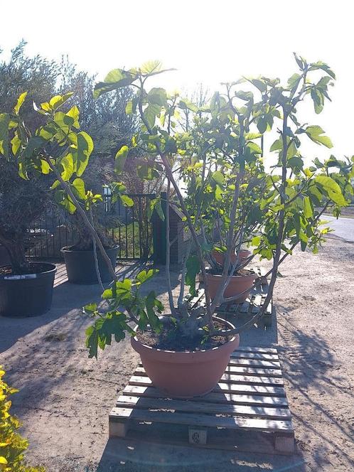 Vijgenboom, Tuin en Terras, Planten | Bomen, Overige soorten, 100 tot 250 cm, Volle zon, Zomer, In pot, Ophalen