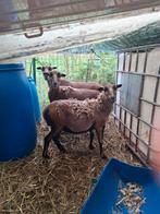 Drie schapen te koop, Dieren en Toebehoren, Schapen, Geiten en Varkens