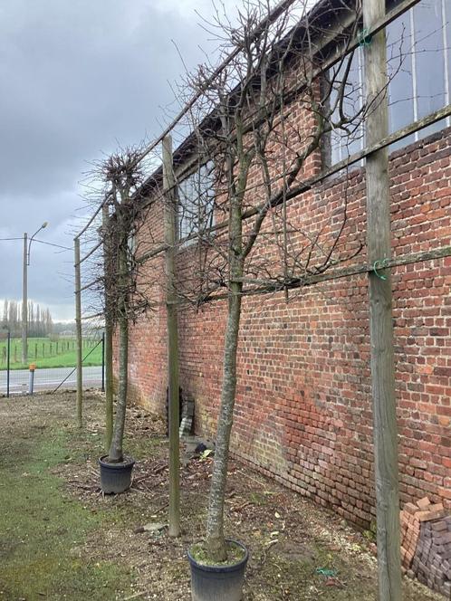 leibomen nog 7 stuks in pot plant ze nu, Tuin en Terras, Planten | Bomen, In pot, Ophalen of Verzenden