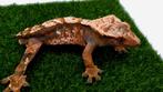Wimpergekko crested gecko RTB