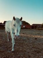 Merrie en ruin zoeken 5 sterre huisje, Dieren en Toebehoren, Paarden, Merrie