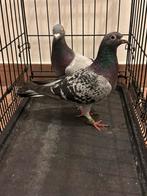 Pigeons., Dieren en Toebehoren, Vogels | Duiven