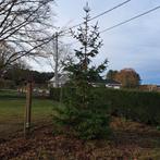 Kerstbomen, Diversen, Ophalen