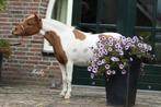 Amha/amhr/nmprs miniatuur paard merries, Dieren en Toebehoren, Merrie, Niet van toepassing, Recreatiepony, Gechipt