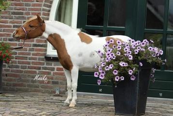 Amha/amhr/nmprs miniatuur paard merries beschikbaar voor biedingen