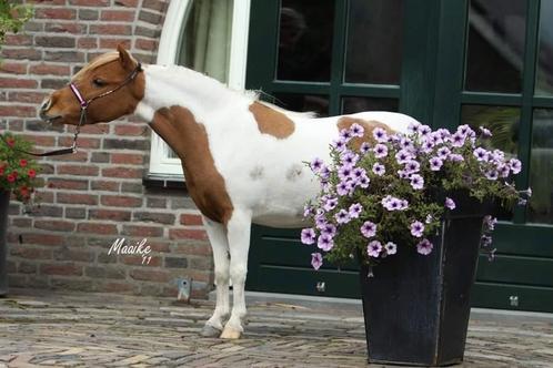 Amha/amhr/nmprs miniatuur paard merries, Dieren en Toebehoren, Pony's, Merrie, Niet van toepassing, Recreatiepony, Met stamboom