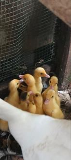 Barbarie eendjes, Dieren en Toebehoren, Pluimvee