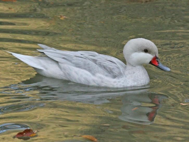 zilver bahama pijlstaart (man), Dieren en Toebehoren, Pluimvee, Eend, Mannelijk