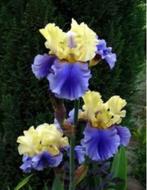 Différents iris germanica, Jardin & Terrasse, Plein soleil, Printemps, Enlèvement ou Envoi, Plante fixe