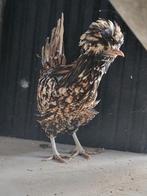 Padua tollbunt, Dieren en Toebehoren, Pluimvee, Meerdere dieren, Kip