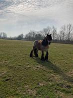 Merrie onbeleerd, Dieren en Toebehoren, Merrie, Onbeleerd, Gechipt, 3 tot 6 jaar