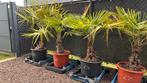 Trachycarpus Fortunei / palmboom, Enlèvement