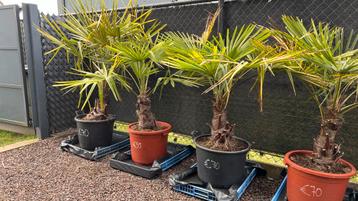 Trachycarpus Fortunei / palmboom 