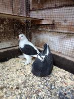 Jonge duiven, Dieren en Toebehoren