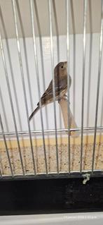 Moineaux rouges du Mexique, Animaux & Accessoires, Oiseaux | Canaris