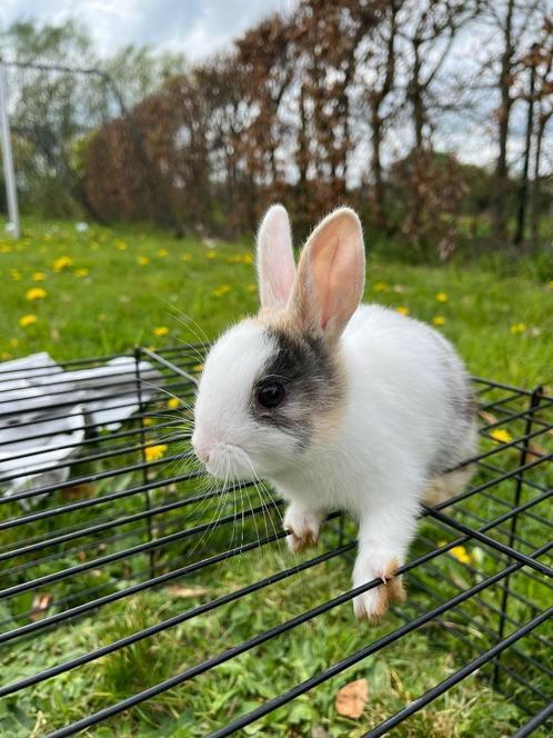 konijn, Dieren en Toebehoren, Konijnen, Dwerg, Meerdere dieren, 0 tot 2 jaar
