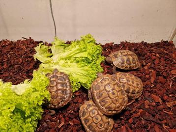 Landschildpadjes beschikbaar voor biedingen
