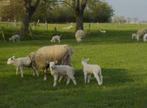 Schapen en lammeren te koop, Dieren en Toebehoren, Schapen, Geiten en Varkens, Meerdere dieren, Schaap