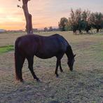 Paint merrie APHA, Dieren en Toebehoren, Paarden, Merrie, Minder dan 160 cm, Zadelmak, Westernpaard
