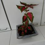 Coleus plante d'intérieur, Huis en Inrichting, Kamerplanten, Ophalen