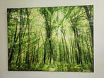 Tableau photo 80x60 (forêt ensoleillée), Ophalen, 50 tot 75 cm, Zo goed als nieuw, 75 tot 100 cm