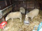 raclée, Animaux & Accessoires, Moutons, Chèvres & Cochons, Mâle, 0 à 2 ans