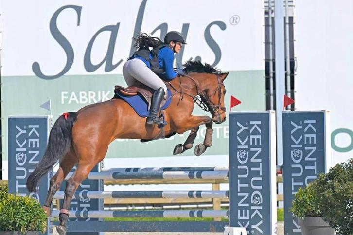 Allround springpaard niveau 100/110, Dieren en Toebehoren, Paarden, Ruin, L, 170 tot 175 cm, 11 jaar of ouder, Springpaard, Met stamboom