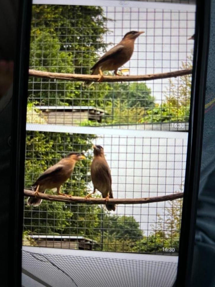 Pagodespreeuwen ,Europese spreeuw, Dieren en Toebehoren, Vogels | Overige Vogels