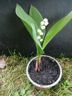 Meiklokjes in potjes, grote soort, Ophalen, Bodembedekkers, Vaste plant, Halfschaduw