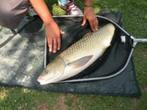 witte karper met liefdesgras (60 cm), Ophalen