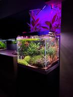 Aquarium optiwhite, volledige set, Enlèvement, Comme neuf, Aquarium vide