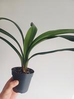 Clivia Miniata, Huis en Inrichting, Kamerplanten, Overige soorten, In pot, Minder dan 100 cm, Groene kamerplant